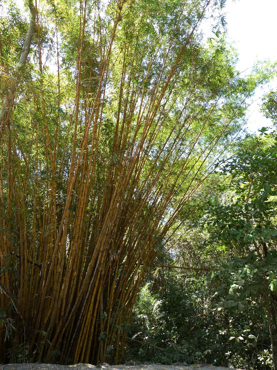 澳门正版资料免费摇钱树，澳门正版资料免费摇钱树，财富之树为你揭秘独家资讯